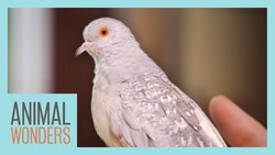 Meet and Greet: Dazzle the Diamond Dove! Instructional Video
