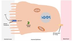 Vitamin D and Calcium Absorption - Biochemistry Lesson Instructional Video