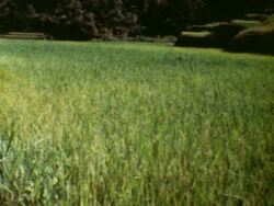 BANGAAN VILLAGE IN PHILIPPINES, JULY 1982 Stock Footage