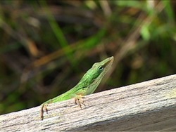Cadenas alimenticias: seres vivos Instructional Video