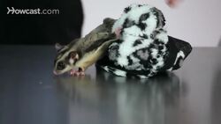 How to Keep a Sugar Glider Safe from Household Hazards Instructional Video