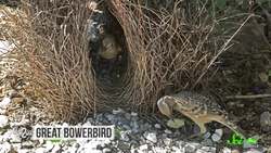 5 Amazing Feats of Animal Engineering Instructional Video