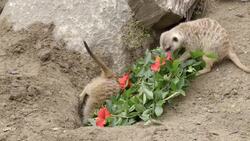 Meerkats Have So Much Fun Doing This Specific Thing Instructional Video