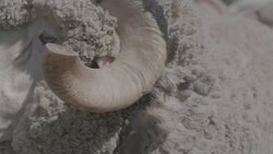 Close up and slow motion of Merino Ram at a ram sale Stock Footage