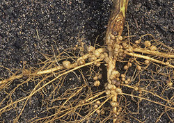 El ciclo del nitrógeno Instructional Video