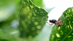 Spider Eating Fly Time Lapse Stock Footage