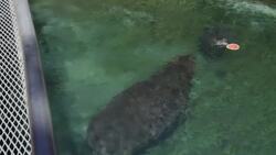 It Only Takes a Water Cannon To Make This Hippo Happy! Instructional Video