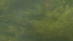 River Itchen water levels lower due to drought News Clip