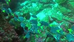 Under the sea Stock Footage