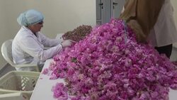 CLEAN : Hard but sweet-smelling slog in Morocco's Valley of the Roses News Clip