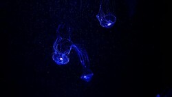 Close-up Jellyfish, Medusa in fish tank with neon light. Stock Footage