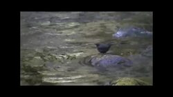 The American Dipper Instructional Video
