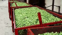Large metal crates filled with hop cones Stock Footage