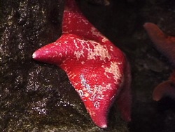 Animales simples: entendiendo a los equinodermos Instructional Video