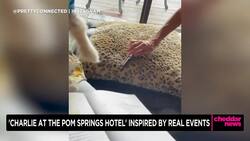 Author Lara Eurdolian Tells Real Life Story Behind 'Charlie At The Pom Springs Hotel' News Clip