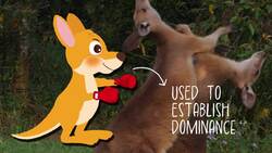 I WONDER - Why Do Kangaroos Box? Instructional Video