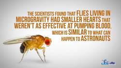 The Surprising Benefits of Space Flies Instructional Video