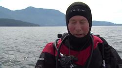 Unique glass reefs off B.C. coast under threat News Clip
