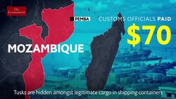 The illegal ivory trade uncovered Instructional Video