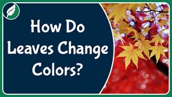 How do leaves change colors during the fall? Instructional Video