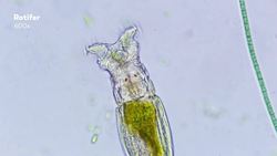 How Microscopic Hunters Get Their Lunch Instructional Video