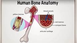 The Super Skeleton Instructional Video