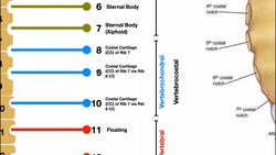 Detailed Anatomy of the Rib Cage | Specific Articulations Instructional Video
