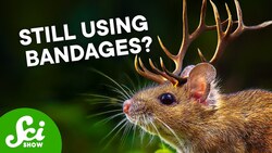 Injured? Maybe Antlers Could Help Instructional Video