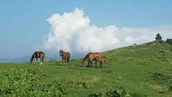 Herd of horses are grazing on mountain pasture. Very long shot. Carpathians mountains at summer. Horses on grassland. White cumulus on horizon. Ukrainian nature landscape. Blurred background Stock Footage