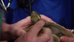 How to Remove a Fish Hook from a Turtle Instructional Video
