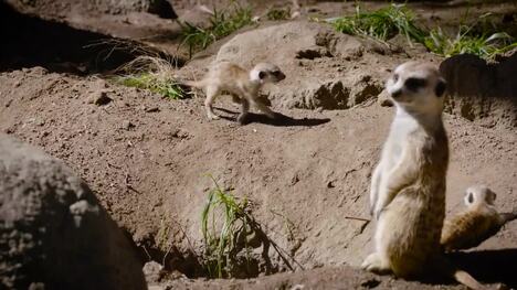 Adorable Meerkat Pups Nap Together After Playing All Day Long