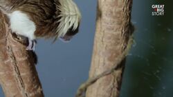 The Plight of the Cotton-Top Tamarin, A Fight for Survival Instructional Video