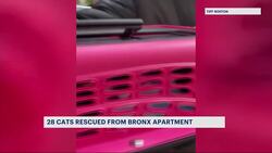 28 cats rescued from Bronx apartment News Clip