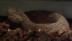 CLOSE ANGLE CLOTH OR SHEET. HAND REMOVES CLOTH, SEE SNAKE BEHIND. SNAKE HISSES. Stock Footage