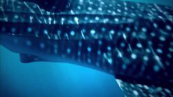 Searching for a Whale Shark in Western Australia Instructional Video