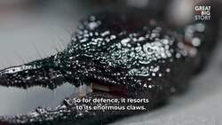 Behold the Scorpion King Instructional Video