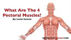 081 What are the Four Pectoral Muscles? Instructional Video