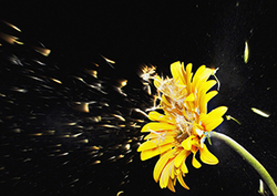 Ciclos de la vida vegetal: reproducción sexual Instructional Video