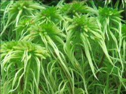 Introduction to Land Plants: Bryophytes and Vascular Plants Instructional Video