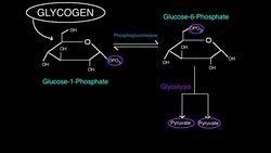 Phosphoglucomutase: Linking Glycogen to Glycolysis Instructional Video