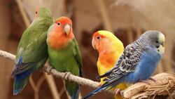 I WONDER - Could The Archaeopteryx Fly? Me Pregunto - Podía Volar El Archaeopteryx? Instructional Video