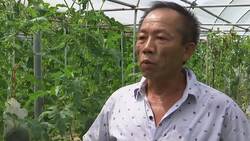 Organic watermelons get thumbs up from farmers and consumers Instructional Video