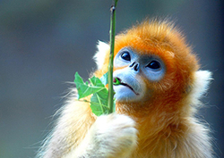 Snub-nosed monkey Instructional Video