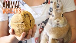 Bundles of Cute Instructional Video