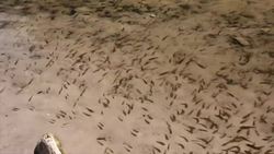 Universo Paralelo: A Journey into Brazil's Trance Music Culture Instructional Video