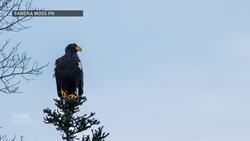 Steller’s sea eagle ‘is very far from home,’ and may just stick around Newfoundland News Clip