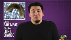 This Flatworm Remembers Things After You Cut Off Its Brain Instructional Video