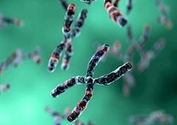 Genotipo Instructional Video