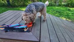 Greenwood Lake's Bark Park is a hit with dogs and owners News Clip