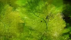 The algae in sea water Stock Footage
